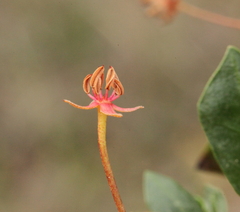 Dodonaea humifusa