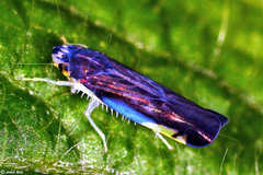 Mileewini