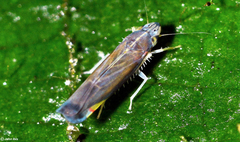 Mileewini
