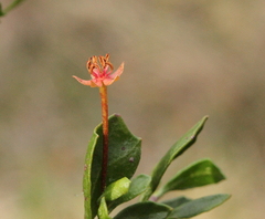Dodonaea humifusa