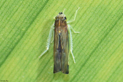 Mileewini