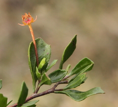 Dodonaea humifusa