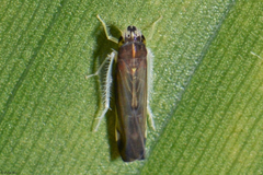 Mileewini