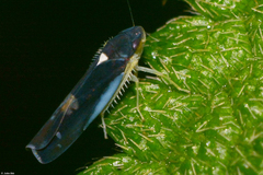 Mileewini