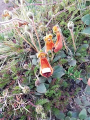 Calceolaria uniflora