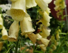 Bombus huntii