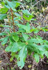 Rhododendron serrulatum