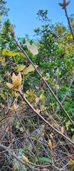 Rhododendron serrulatum