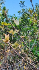 Rhododendron serrulatum