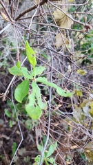 Rhododendron serrulatum