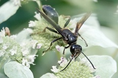 Isodontia auripes