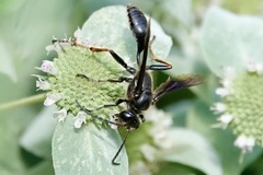 Isodontia auripes