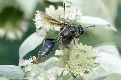 Isodontia auripes