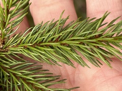Picea mariana