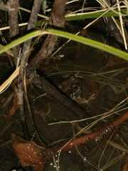 Physalaemus biligonigerus