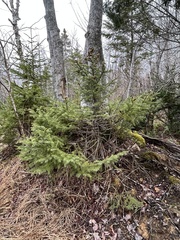 Picea mariana