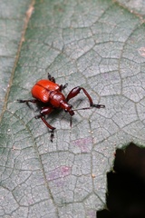 Attelabinae