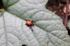 Attelabinae