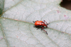 Attelabinae