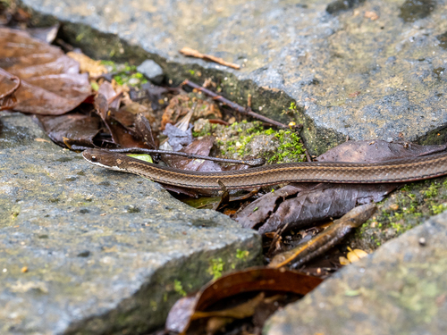 Slender Smooth Snake