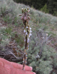 Boechera retrofracta