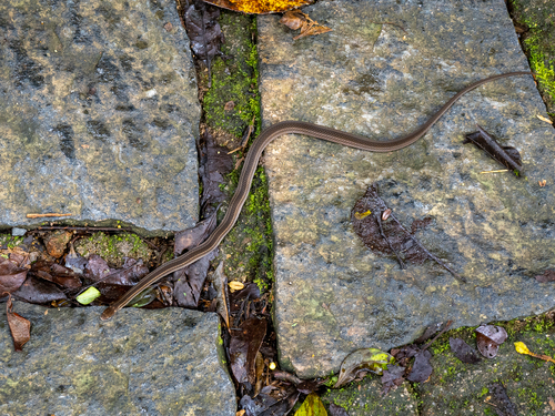 Slender Smooth Snake