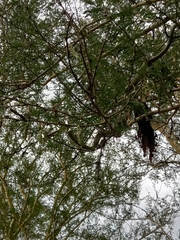 Dispholidus typus typus