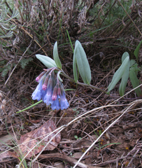 Mertensia oblongifolia