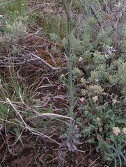 Boechera retrofracta