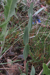 Mertensia oblongifolia