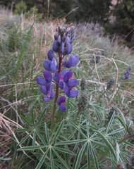 Lupinus sericeus