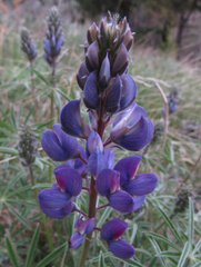 Lupinus sericeus