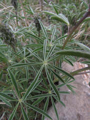 Lupinus sericeus