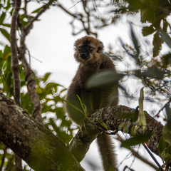 Eulemur rufifrons