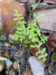Pholistoma auritum arizonicum