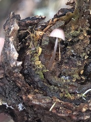 Mycena bulliformis