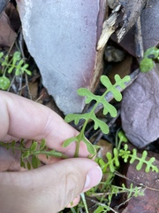 Pholistoma auritum arizonicum