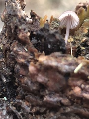 Mycena bulliformis
