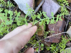 Pholistoma auritum arizonicum