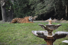 Panthera tigris