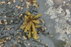 Splachnidium rugosum