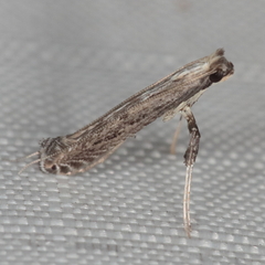 Pleiomorpha homotypa