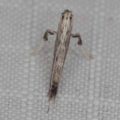 Pleiomorpha homotypa