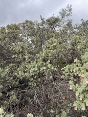 Arctostaphylos auriculata