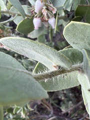 Arctostaphylos auriculata