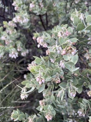 Arctostaphylos auriculata