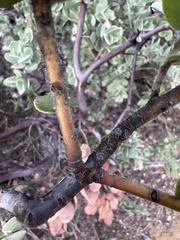 Arctostaphylos auriculata