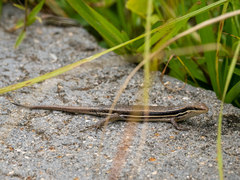 Trachylepis