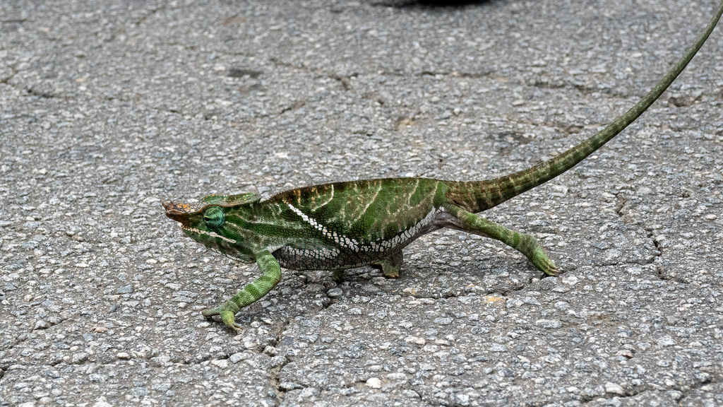 Two-banded Chameleon