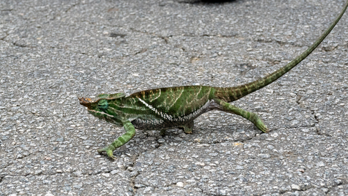 Two-banded Chameleon